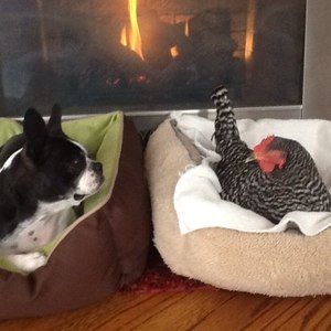 Meet your Posher, Judy